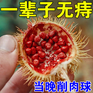 痔疮止血特效药大便出血痔疮膏痔根断消肉球非痣疮正品坐浴治的内