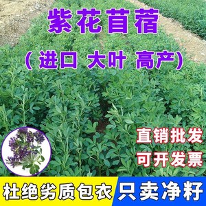 大叶紫花苜蓿草籽种多年生北方四季耐寒高产猪牛羊兔牧草种子批发
