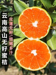 云南橘子蜜橘5斤桔子蜜桔整箱10当季新鲜孕妇水果青皮柑橘小绿皮9