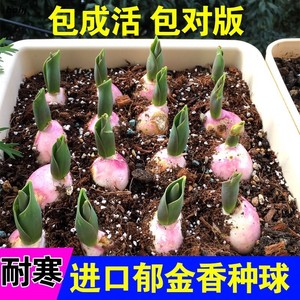 郁金香种球重瓣室内外植物郁金香大球水土培花苗四季种子花卉盆栽