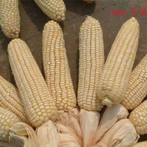 老品种白马牙玉米种子散装农家自留种可留种非转基因传统白玉米种