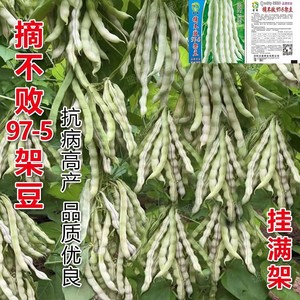 特级精品97-5架豆王种子摘不败高产早中熟四季豆角种春秋播蔬菜种