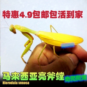 马来西亚亮斧螳螳螂宠物活体斧螳昆虫活体宠物昆虫摄影昆虫教学螳
