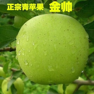 山东青苹果金帅苹果麻点苹果应季水果新鲜酸甜脆不打蜡五斤