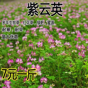 紫云英种子 果园绿肥草种子 红花草 蜜源植物 牧草草籽  养蜜蜂