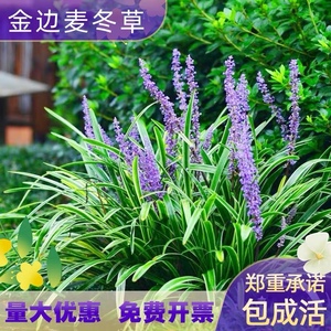 金边麦冬草阔叶麦冬四季常青花境观赏草庭院花园耐阴耐寒植物麦冬