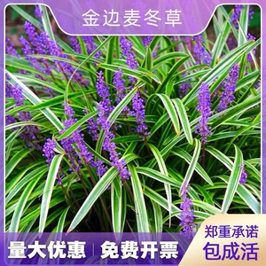 金边麦冬草阔叶苗耐阴耐寒四季常青庭院盆栽植物常绿玉龙草矮麦冬