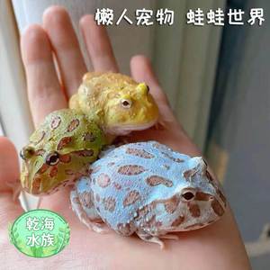 角蛙爬宠观赏角蛙活物学生宠物绿角黄金宇治皮卡丘草莓角蛙紫藤