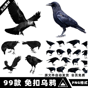 黑色乌鸦渡鸦鸟类恐怖剪影透明PNG免抠图片后期合成PS设计素材