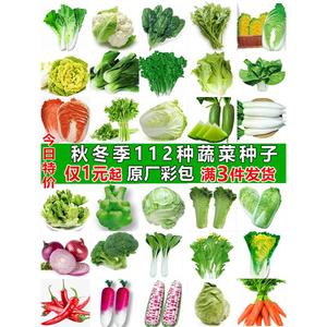 四季蔬菜种子适合秋播种植青菜生菜香菜菠菜籽白菜萝卜籽种孑大全