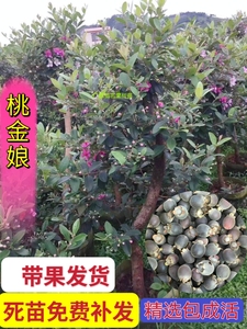 桃金娘树苗野生稔子树精选树型庭院盘栽地栽四季可种植带花果发货