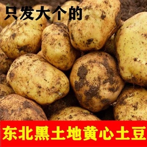 东北黑龙江2023年新尤金土豆885黄心土豆本地土豆马铃薯现挖