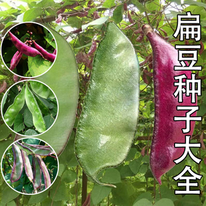 红扁豆种子大全紫边眉豆四季豆种籽架豆芸豆四季菜籽蔬菜种孑