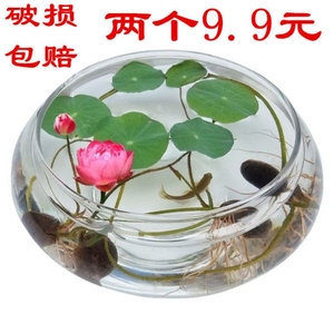 水培玻璃花瓶透明碗莲荷花铜钱草盆缸养睡莲的专用花盆鱼缸植物器