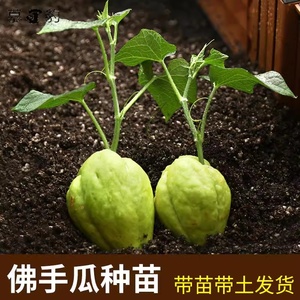 佛手瓜种瓜种苗种子种籽带芽新鲜福寿瓜苗春季四季盆栽蔬菜苗孑