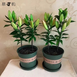 2套香水百合花种球多苞四季好养活盆栽植物带花苞室内外花卉种子