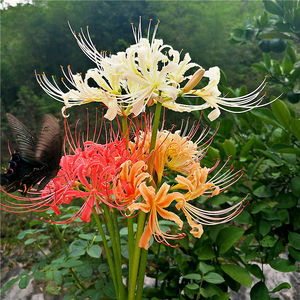 10颗彼岸花种球曼珠沙华石蒜忽地笑耐寒花卉盆栽种子植物开花耐寒