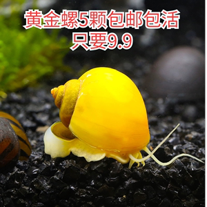 黄金螺苹果螺观赏螺专除鱼缸绿藻清洁鱼缸净化水质工具螺