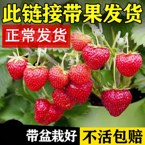 冬季草莓苗四季盆栽食用红颜牛奶油苗秧种子阳台新苗带盆带土带果