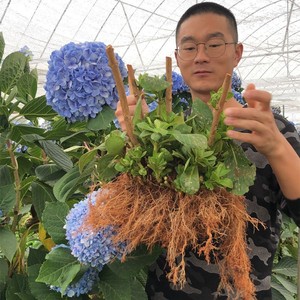 绣球花苗超特大老桩苗盆栽阳台庭院植物四季花卉无尽夏八仙花耐寒