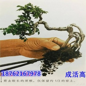 小叶榔榆盆景造型榆树盆栽办公室内绿植物庭院造型小苗不带叶子