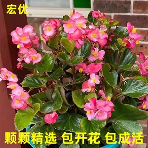 四季海棠花盆栽大花带花苞玻璃翠花苗四季开花卉庭院阳台好养易活