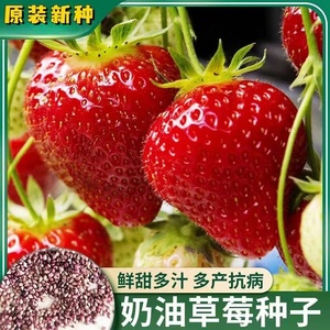 冬季盆栽奶油草莓种籽子种植四季种子白 苗带土带盆大食用秧草梅