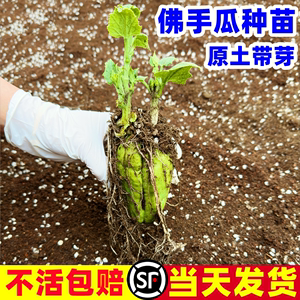 佛手瓜种苗种籽秧苗蔬菜种子孑新鲜福寿瓜四季种植扶手瓜苗龙须菜