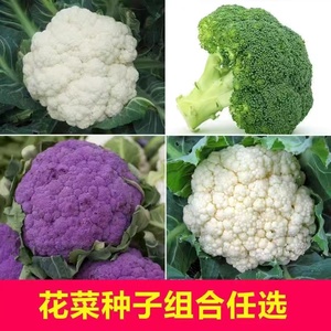 西兰花种子有机白花菜种孑四季蔬菜种子紫花菜青花椰菜种植花菜籽