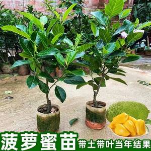 菠萝蜜树树苗嫁接泰国红肉干苞海南四季榴莲蜜木菠萝蜜果树苗庭院