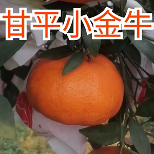 甘平柑橘鲜果爱媛34号高端橘子新鲜水果现摘小金牛女王皇后大果