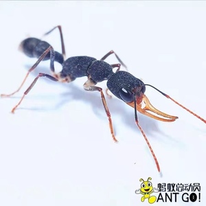 猎镰猛蚁大型宠物蚂蚁蚁后繁殖产卵活体新手家养摄影儿童科普新货