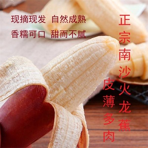 正宗南沙特产红皮香蕉火龙蕉每日现摘发出 五斤装香甜软糯鲜