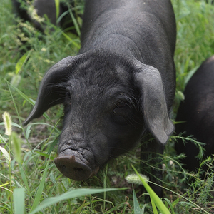 徒河黑猪-整头年猪毛重约150斤冷冻养食品净重约90斤土猪组合