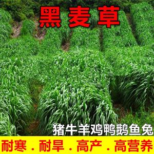 黑麦草种籽子种多年生耐寒四季牧草种子畜牧养殖草种喂鸡牛羊鱼草