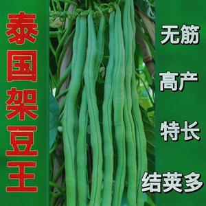 无筋四季豆种孑泰国架豆王春秋季高产长豆角种子爬藤蔬菜种子大全