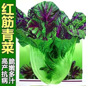紫红青菜种子 芥菜红筋青菜种子 四川大肉青菜籽腌制泡菜蔬菜种子