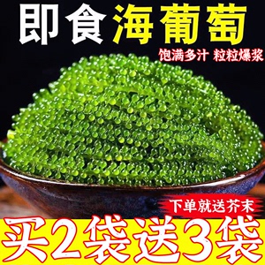新鲜海葡萄即食绿色鱼子酱长寿菜海带裙带菜海藻菜寿司100g送芥末