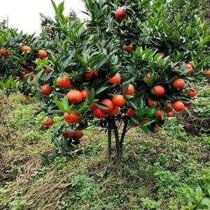 红桔种子红橘种子柑橘种子嫁接砧木种子提供播种育苗技术量多优惠