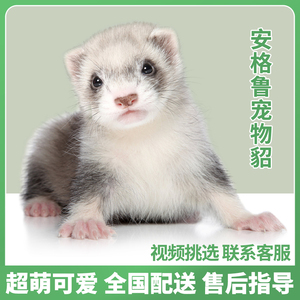 宠物活物水獭 宠物活物水獭品牌 价格 阿里巴巴