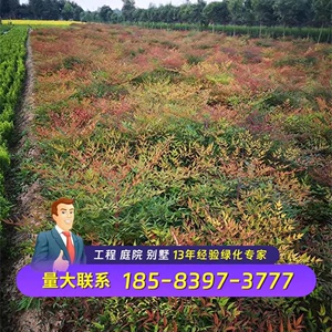 火焰南天竹苗庭院植物绿化盆栽盆景别墅绿化工程苗圃供应园林点缀