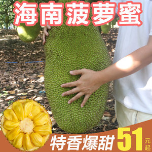 海南三亚菠萝蜜现摘新鲜水果当季一级黄肉干苞一整个10-40斤包邮