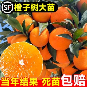 橙子树苗冰糖脐橙沃柑正宗嫁接砂糖橘南北方种植桔子果树果苗好养