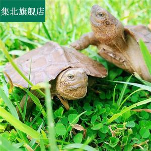可挑选亚洲巨型亚巨乌龟苗亚龟巨龟种龟素食龟吃菜龟半水养龟8025