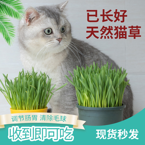 天然猫草已种好盆栽发芽长好猫咪用品大全去毛球猫零食种子猫薄荷