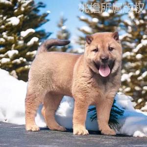 狗狗活物中华田园犬幼犬家养土狗小土狗四眼土黄狗白狗黑狗幼崽狗