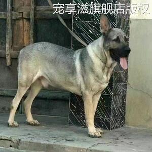 狼青幼犬活物家养看家狼青宠物小狗昆明犬看家护院大型犬昆明狼犬