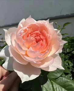 四季开花月季玫瑰庭院花园阳台食用芳香花期长切花小苗莫妮卡戴维
