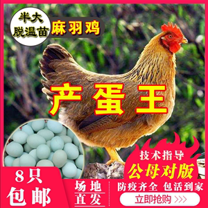 脱温高产麻羽绿壳蛋鸡活体小鸡活苗五黑鸡下蛋土鸡包活到家产蛋王
