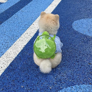 乌龟背包宠物狗狗自背包小猫咪书包外出零食包泰迪中小型犬牵引绳